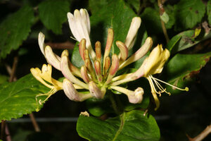 picture of honeysuckle