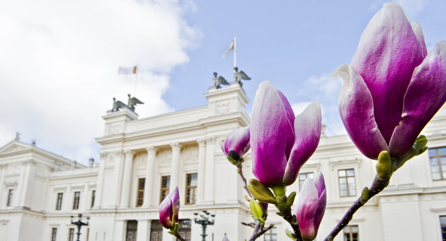 Flowers in front of Lund University. 