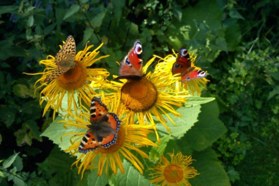 fjärilar på blommor
